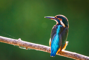 Common European Kingfisher or Alcedo atthis perched on a stick above the river and hunting for fish