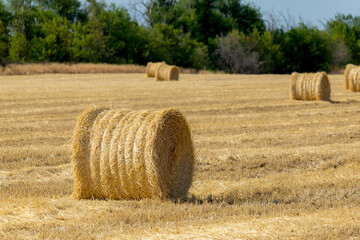 Straw bales or hay rolls on farmland field