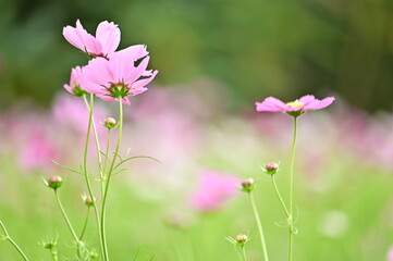 Obraz premium Close-up of beautiful cosmos flowers against the blurred flowers field.