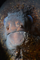 Mediterranean moray (Muraena helena), also known as the Saint Helena moray. İzmir Turkey