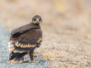 Close up of nestling or young Steppe eagle or Aquila on a ground