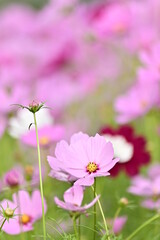 Fototapeta premium Close-up of pink cosmos flower against the blurred flowers field.