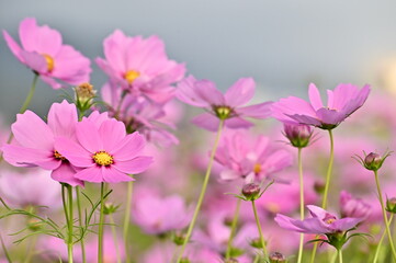 Naklejka na ściany i meble Close-up of pink cosmos flower against the blurred flowers field.