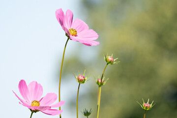 Obraz na płótnie Canvas Beautiful pink cosmos flowers blooming in garden. Bokeh background