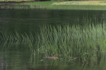 Obraz premium green plants in the water from a lake in the summer