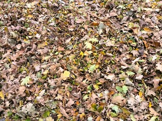 texture of autumn leaves