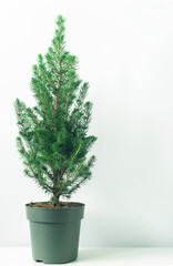 decorative form of the Canadian Fir tree (Picea Glauca Conica)