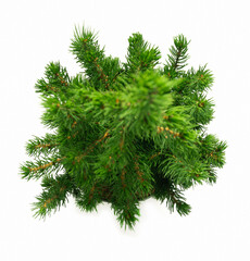 potted Christmas fir tree, from above