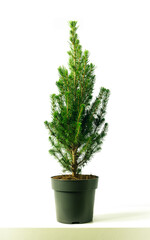 decorative form of the Canadian Fir tree (Picea Glauca Conica)