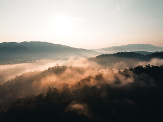 The sunrise and the fog in the forest