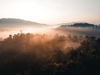 The sunrise and the fog in the forest