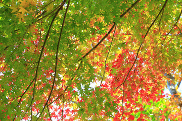 colorful japanese maple in autumn