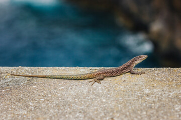 Small lizard background. Reptiles like the heat of the sunny concrete surface. Animals wildlife by the sea shore.