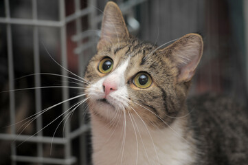 tabby cat with sad eyes at the animal shelter