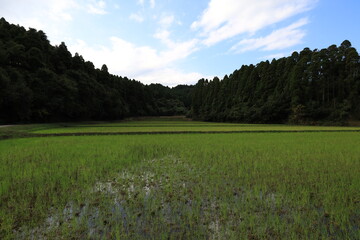 田んぼの風景