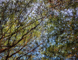 trees and sky