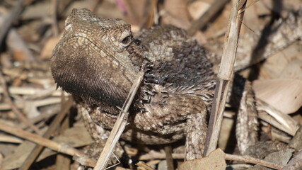 Lizard