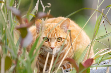 見つめる猫　茶トラ猫