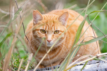 見つめる猫　茶トラ猫