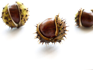 Chestnut Acorn objects and background.