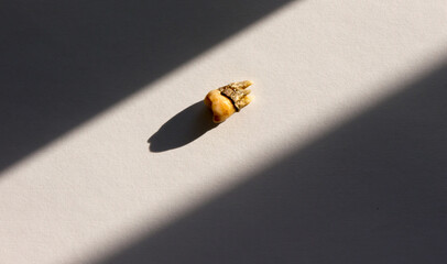 Torn out tooth, in the rays of the setting sun.