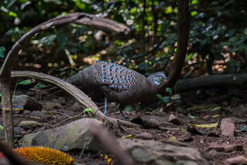 Grey Peacock-Pheasant, Birds of Thailand