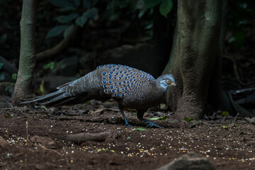 Grey Peacock-Pheasant, Birds of Thailand