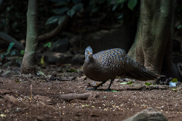 Grey Peacock-Pheasant, Birds of Thailand