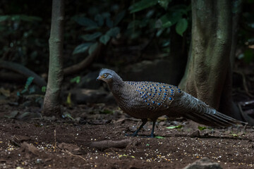 Grey Peacock-Pheasant, Birds of Thailand