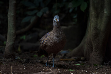 Grey Peacock-Pheasant, Birds of Thailand