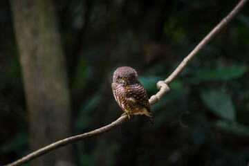 Asian barred owlet (Glaucidium cuculoides) sitting on a branch