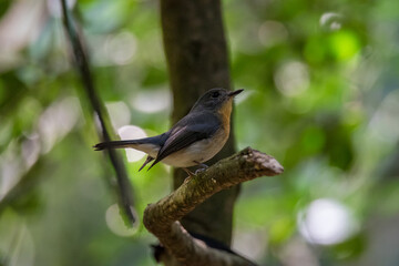 Indochinese Blue Flycatcher female perching on a tree