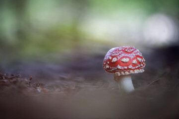 fly agaric mushroom 