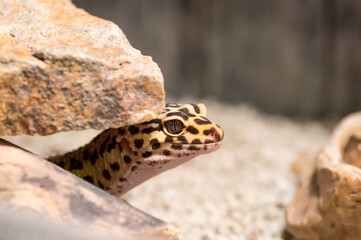 Detail of Leopard gecko (eublepharis macularius) looking curious