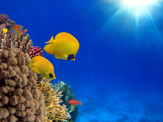 Naklejka na ściany i meble Photo of a coral colony, Red Sea
