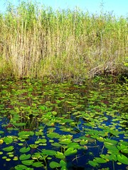 United States, Florida, Miami-Dade County, Everglades National Park, Anhinga Trail
