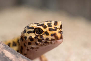 Detail of Leopard gecko (eublepharis macularius) looking curious