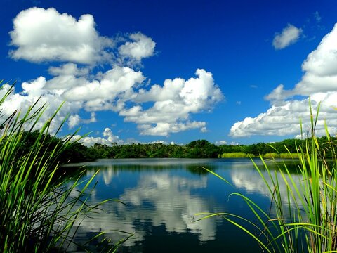 United States, Florida, Everglades National Park, Lake Paurotis Pond