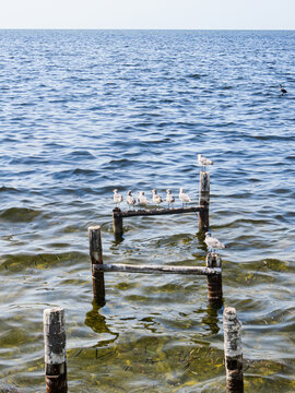 Gaviotas paradas en maderas viejas dentro del mar 