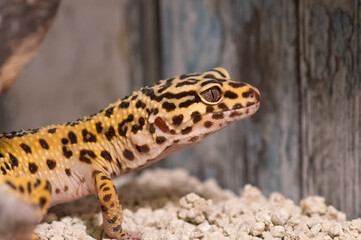 Detail of Leopard gecko (eublepharis macularius) looking curious