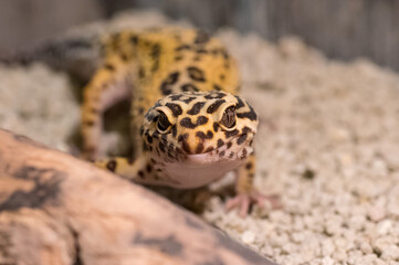 Detail of Leopard gecko (eublepharis macularius) looking curious