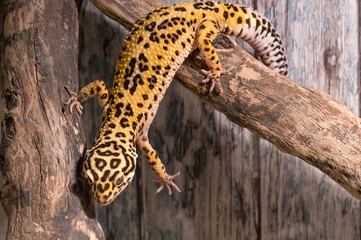 Leopard gecko (eublepharis macularius) climbing on the branch