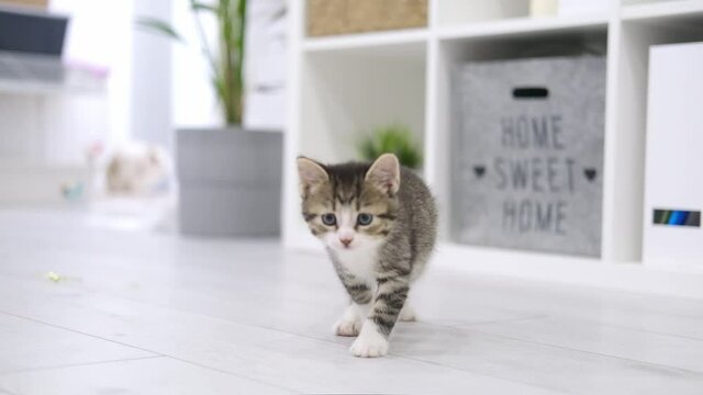 Small kitten running on floor in modern light interior looking in camera. Curious playful funny striped kitty. Domestic Cat. Slow motion.