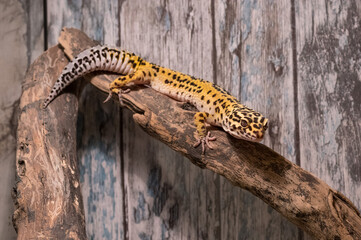 Leopard gecko (eublepharis macularius) climbing on the branch