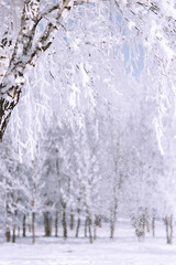 Winter birch forest - winter serenity. Ideally suits for calendars.