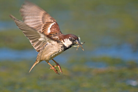 Italian Sparrow - Passer italiae, Crete