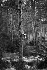 lonely birdhouse 
