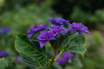 Fototapeta premium flowers in the garden