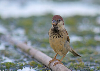 Italian Sparrow - Passer italiae, Crete