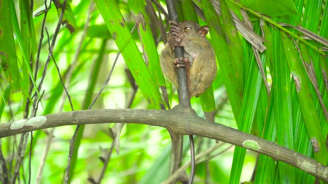 Small tarsier on a branch in a tropical forest. Bohol, Philippines.